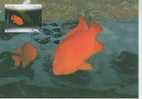 C2025 Poisson Portugal 2004 FDC Premier Jour Maximum - Maximum Cards & Covers