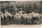 Type Creusois     23   .Petite Bergère.. Moutons - Andere & Zonder Classificatie