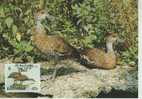 WM0190 Canard Dendrocygna Arborea Bahamas 1988 FDC Premier Jour Maximum WWF - Ducks