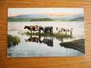 Loch Ard, Stirlingshire , Scotland , Noonday , Cows    Cca 1910-20    VF   D7548 - Stirlingshire