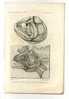 - FOSSILES . BULL. SC. DE L´YONNE PL.I . LITHO DU XIXe S. - Other & Unclassified