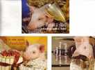 3 Postcards Of Pig - 3 Carte De Cochon - Cochons