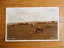 Yelverton , Horses   Cca 1940   VF+   D7591 - Andere & Zonder Classificatie