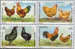 URUGUAY STAMP MNH Chicken Rooster Hen - Granjas