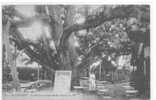 78 /FL/ VILLENNES, Le Sophora (arbre) Apporté Du Japon En 1803, N° 13Ed Abeille - Villennes-sur-Seine