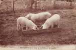 HUMOUR COCHONS - Varkens