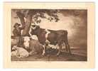 The Young Bull,Potter,The Hague - Barlington Art Miniature  -  Fine Arts Publishing Co Ltd London - Antike