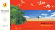 Crane Farmer Feild, Bird, Pre-stamped Postcard, Postal Stationery - Aves Gruiformes (Grullas)