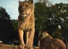 CPSM, LIONS, RESERVE AFRICAINE DU CHATEAU DE THOIRY EN YVELINES - Leones