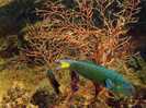 CPSM, MUSEE OCEANOGRAPHIQUE DE MONACO, GIRELLE EXOTIQUE "THALASSOMA LUNARE" 24-048-08 - Pesci E Crostacei