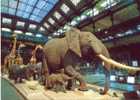 ELEPHANTS. Caravane Africaine. Grande Galerie Du Jardin Des Plantes. - Elephants