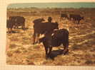 Camargue - Taureaux En Liberte - Languedoc-Roussillon