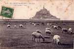 CPA Mont-St-Michel - Près Salés- Moutons - Allevamenti