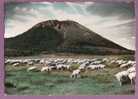 LE PUY DE DOME - Vue Générale Et Un Troupeau De Moutons - Veeteelt