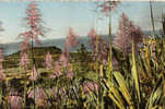 PAYSAGE DE LA REUNION / FLEURS DE CANNES A SUCRE / EDIT GANOWSKI 541 - Riunione