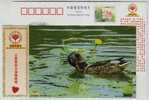 Wildlife,animal,bird,wild    Duck,China 2006 Chengdu Charity Federation Advertising Postal Stationery Card - Eenden