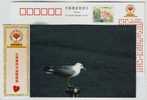 Lonely Seagull Bird,China 2006 Chengdu Charity Federation Advertising Postal Stationery Card - Mouettes