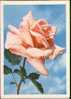 Bel Entier Carte Postale Russe Sur Les Roses (11) - Roses