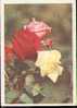 Bel Entier Carte Postale Russe Sur Les Roses (13) - Rozen