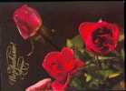 Bel Entier Carte Postale Russe Sur Les Roses (31) Carte De Voeux - Rosas