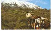 MT.KILMANJARO   -Tanzanie - Kenia