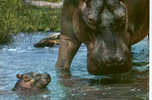 CARTE POSTALE D AFRIQUE - FAUNE AFRICAINE - MAMAN ET BEBE HIPPOPOTAME  - PAS D INDICATION DE LIEU - Flusspferde