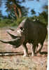 CARTE POSTALE D AFRIQUE - FAUNE AFRICAINE - RHINJOCEROS - PAS D INDICATION DE LIEU - Elefantes