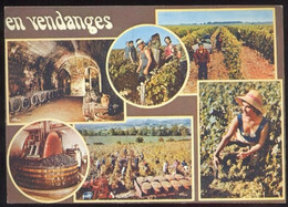 CPM BOURGOGNE En Vendanges Multi Vues (oblitération Cote D'Or) - Bourgogne