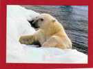 CPSM, OURS BLANC,WWF OFFICIAL MAXIMUM CARD, - Bears