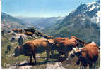 DANS LES ALPES SUR LA ROUTE DU COL DU GALIBIER VALLEE DE LA GUISANNE - Breeding