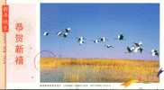 Crane,   Bird ,  Pre-stamped Postcard, Postal Stationery - Aves Gruiformes (Grullas)