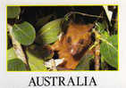 Opossum Adulte D´Australie.  Une Cp Neuve - Andere & Zonder Classificatie