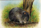 Le Wombat Australien  (Hairy Nose Wombat)  Une CP Neuve D'Australie. (greetings) - Altri & Non Classificati
