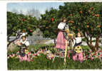 8828 Cote D'Azur, Groupe De Jeunes Filles En Costume Folklorique Cueillant Des Oranges. 16-147 SEPT . Colorisée - Languedoc-Roussillon