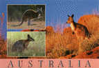 Red Kangaroo_Tammar Wallaby_Wallaroo (les Kangourous Australiens). Une CP Neuve - Other & Unclassified