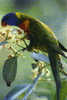 Rainbow Lorikeet & Cockatoo. Une CP Greetings Neuve  Format  210 X 148 Mm Recto-verso - Andere & Zonder Classificatie