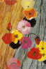 Poppies. Fleurs D´Australie. Une CP Neuve Souhaits / Greetings - Andere & Zonder Classificatie