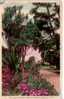 Old Australia Postcard- Carte Ancienne D´Australie - Sydney - Sydney