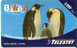 TARJETA DE GRECIA DE 3 PINGÜINOS (PENGUIN) - Pingueinos