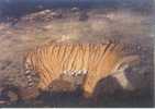 Tiger - Tigre - Tijger - The Wild Indo-chinese Tiger (Panthera Tigris Corbetti), Yunnan Of China - Tigers