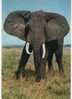 ELEPHANT CPM - Éléphants