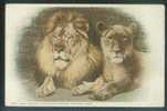 Lion - Lion Couple, Paul And Julia, Cicinnati Zoological Gardens, Ohio, USA, Vintage Postcard - Leoni