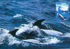 Belle Carte Maximum Entier Postal Sur Un Dauphin - Delfini