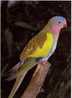 Carte Entier Postale Neuve AUSTRALIE - Perroquet Princess - Parrots