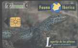 FAUNA IBERICA - 1997.07. - LAGARTIJA DE LAS PITIUSAS - Emissioni Di Base