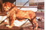 CARTE POSTALE DU ZOO DE LA CITADELLE DE BESANCON - LE LION - Leeuwen