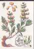 RUSSIE CARTE MAXIMUM NUM.YVERT 5233 PLANTE MEDICINALE - Maximum Cards