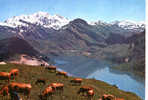 CARTE POSTALE - L ETE DANS LES ALPES - PATURAGE AU BORD D UN LAC DE MONTAGNE - Taureaux