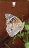 OMAN PAPILLON 3 UT - Butterflies