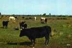 CPSM.  LES GARDIANS. TAUREAUX ET CHEVAUX EN LIBERTE. - Breeding